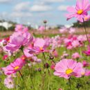 国道167号近鉄線沿いのコスモス畑に行ってきた！